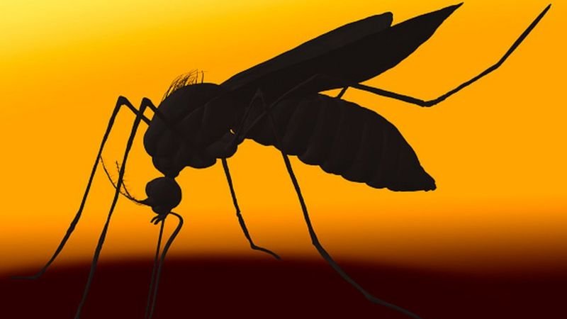 Naviraí registra 32 casos de dengue em uma semana; MS tem mais de 7 mil casos registrados em 2024