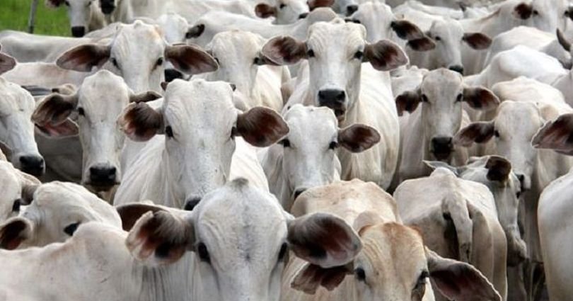 Brasil regula abate e processamento de animais para mercado religioso