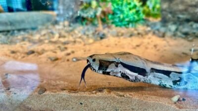 Bioparque Pantanal apresenta nova jiboia ao público na Capital