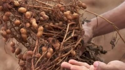 Diversificação de culturas cresce em MS, com aumento da produção de amendoim, mandioca, arroz e feijão