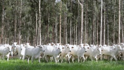 MS conduz recuperação de pastagens e se consolida em agropecuária sustentável