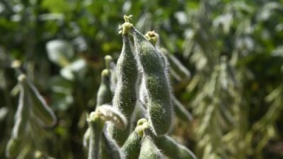 Quase 1 milhão de hectares de soja ainda não foram cadastrados em MS